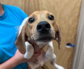 The Nassau Humane Society has taken in and homed 10 beagles as part of an effort to home nearly 4,000 beagles rescued from a facility in Virginia.