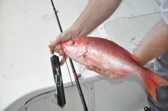 Although the red snapper season in the Atlantic has been limited to only two days a year, these fish often find themselves the bycatch of fishermen targeting other snapper grouper species.