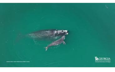 The first calf of the 2023 North Atlantic right whale calving season was spotted by a Clearwater Marine Aquarium Research Institute aerial survey team 11 miles east of Ossabaw Island on December 7, 2022.