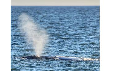 Photo courtesy of North Atlantic Right Whale Conservation Program