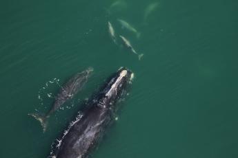 Photo courtesy of National Oceanic and Atmospheric Administration North Atlantic right whale #1207 (“Spindle”) had her 10th calf, making her the right whale with the most documented calves.