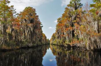  Photo courtesy of USFWS/Larry Woodward and Okefenokee National Wildlife Refuge The Okefenokee Swamp has long served as a home to thousands of animals and a popular tourist spot for people. Leaders of the Muskogee Creek Nation, whose ancestors populated the swamp, have called it “the most blissful spot of the earth.” The name “Okefenokee” means “land of the trembling earth” in the Muskogean language.