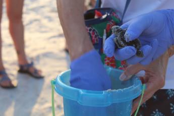 Florida Fish and Wildlife Conservation Commission-permitted volunteers excavate emerged nests every year. Occasionally, live hatchlings like this one from last year are found still inside. Volunteers help them to the ocean. Photo Holly Dorman/News-Leader