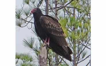 The Okefenokee Wildlife Refuge is home to hundreds of different species of animals, including the turkey vulture. File photo