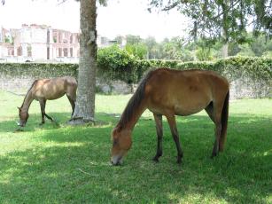 Many of the horses on Cumberland Island (such as those pictured here) flock to the green grasses surrounding the Dungeness mansion ruins. Local resident and activist Carol Ruckdeschel expressed concern about the bones visible jutting out from under the horses' skin, a sign they may be starving. Photo by Holly Dorman/News-Leader