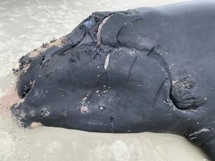 Photo credit FWC, NOAA Fisheries permit #18786 This North Atlantic right whale calf was 1 month old when it was found dead on the beach of Anastasia State Park on Feb. 13, 2021.