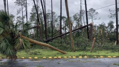 Hurricane Idalia snapped trees in Taylor County. Photo by Mike Exline/News Service of Florida