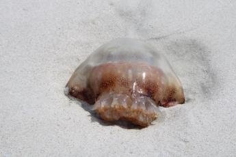 Thousands of cannonball jellyfish were seen on Amelia Island beaches this week. Although unpleasant, the creatures are harmless to humans. Photo by Julia Roberts/News-Leader