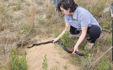 Carson Peña of The Nature Conservancy releases an eastern indigo snake into a gopher tortoise burrow at the Apalachicola Bluffs and Ravines Preserve north of Bristol. Photo by Jim Turner/News Service of Florida