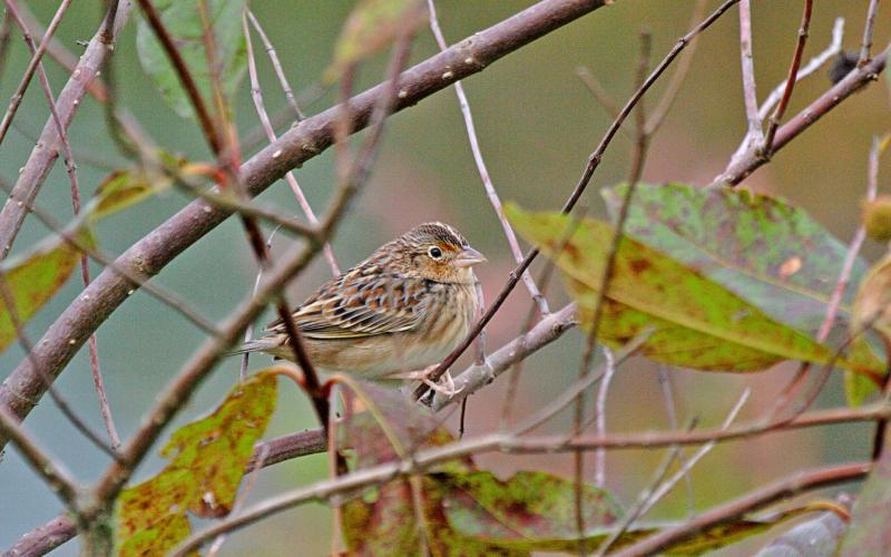 The Florida Fish and Wildlife Conservation Commission, along with other agencies and groups, have helped increase the number of grasshopper sparrows in Florida.