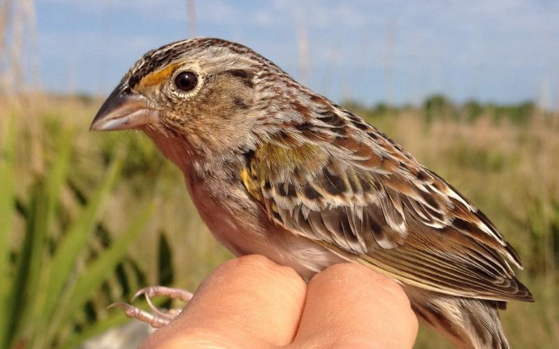 The Florida Fish and Wildlife Conservation Commission, along with other agencies and groups, have helped increase the number of grasshopper sparrows in Florida.