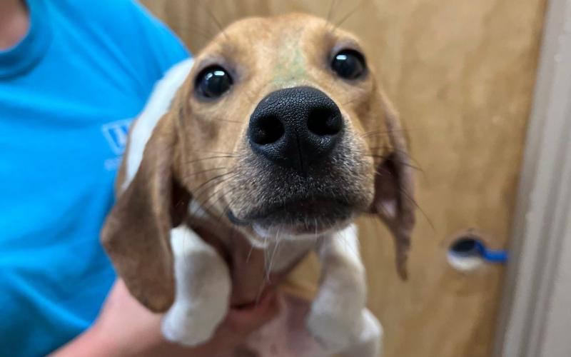 The Nassau Humane Society has taken in and homed 10 beagles as part of an effort to home nearly 4,000 beagles rescued from a facility in Virginia.