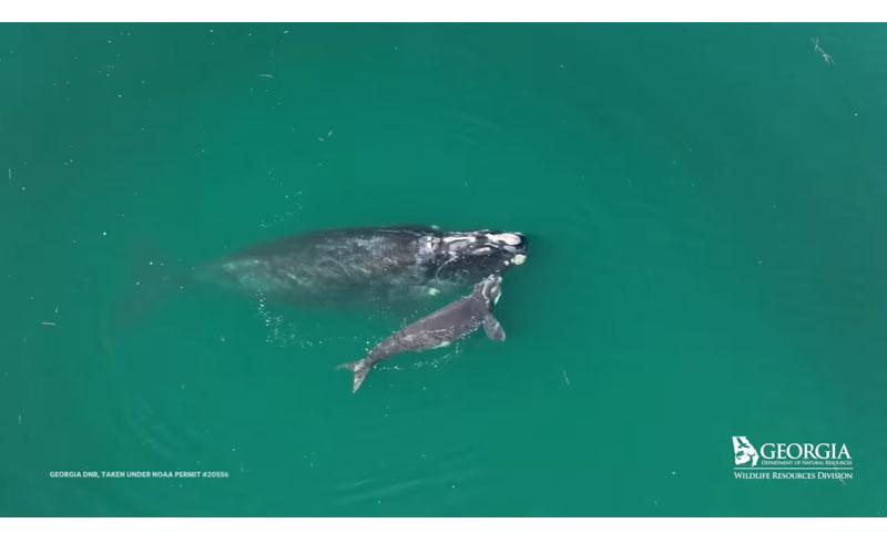 The first calf of the 2023 North Atlantic right whale calving season was spotted by a Clearwater Marine Aquarium Research Institute aerial survey team 11 miles east of Ossabaw Island on December 7, 2022.