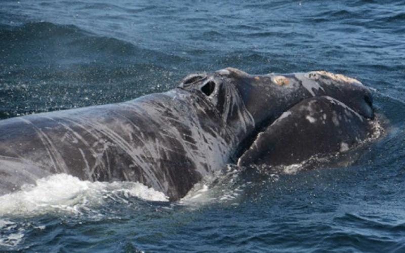 North Atlantic right whales can be difficult to spot as they linger near the surface of the water. One unique identifying factor is their blowhole that breathes out a unique V-shaped blow when they surface. Other whales' blow is typically a single spout. Submitted photo