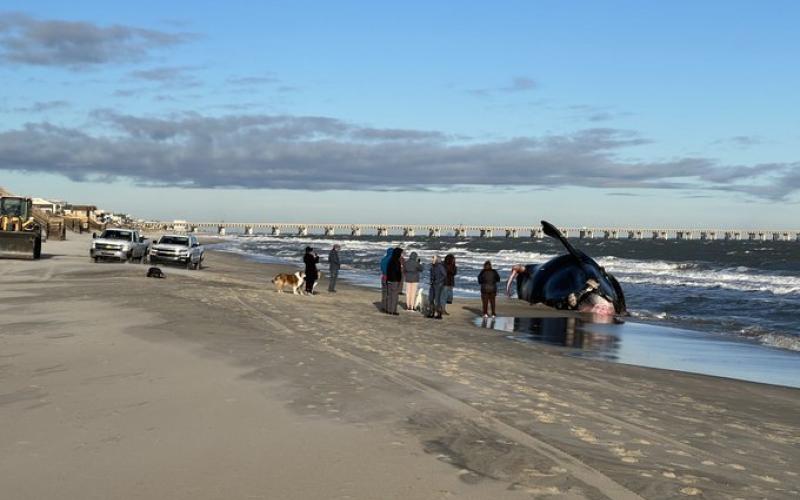 A dead North Atlantic right whale washed ashore in Virginia Beach this week. A necropsy conducted by the National Oceanic and Atmospheric Administration determined the whale died of injuries suffered in a vessel strike.  Photo courtesy of Tim Solanic