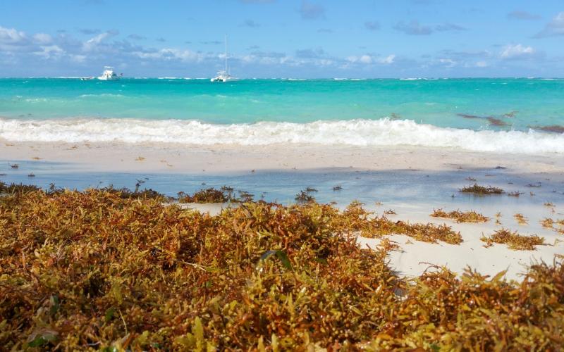 The Great Atlantic Sargassum Belt is bigger this year than ever before, according to experts. Luckily, Amelia Island is not predicted to bear the brunt of it. Submitted photo