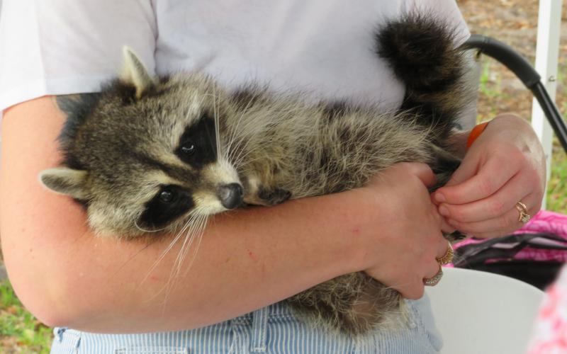 TikTok star and Tows and Tails mascot Crystal the raccoon stopped by the Wild Amelia Nature Festival. Kids adored her, and she brought attention to the important work her organization does. Photo by Holly Dorman/News-Leader