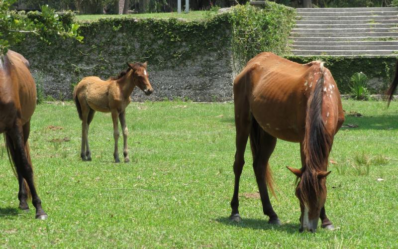 Many of the horses on Cumberland Island (such as those pictured here) flock to the green grasses surrounding the Dungeness mansion ruins. Local resident and activist Carol Ruckdeschel expressed concern about the bones visible jutting out from under the horses' skin, a sign they may be starving. Photo by Holly Dorman/News-Leader