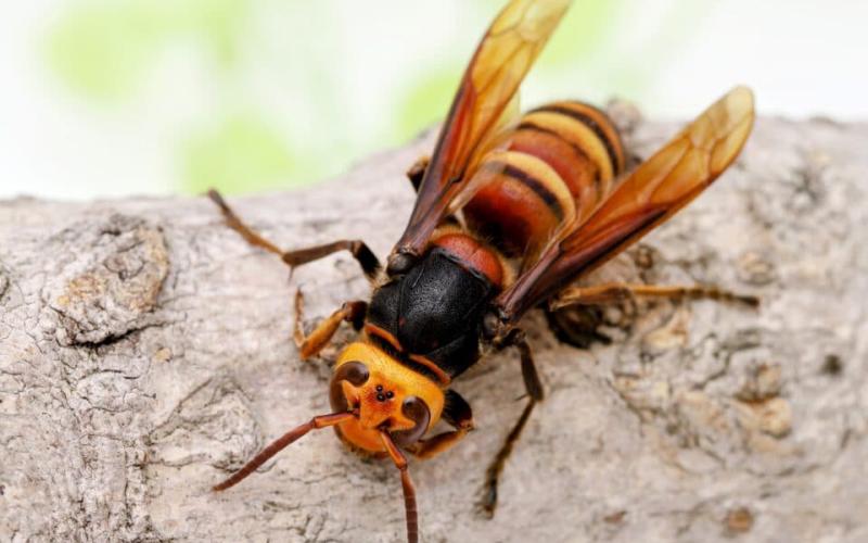 In a striking discovery, the invasive yellow-legged hornet (Vespa velutina) has been spotted in the United States for the first time. Submitted photo