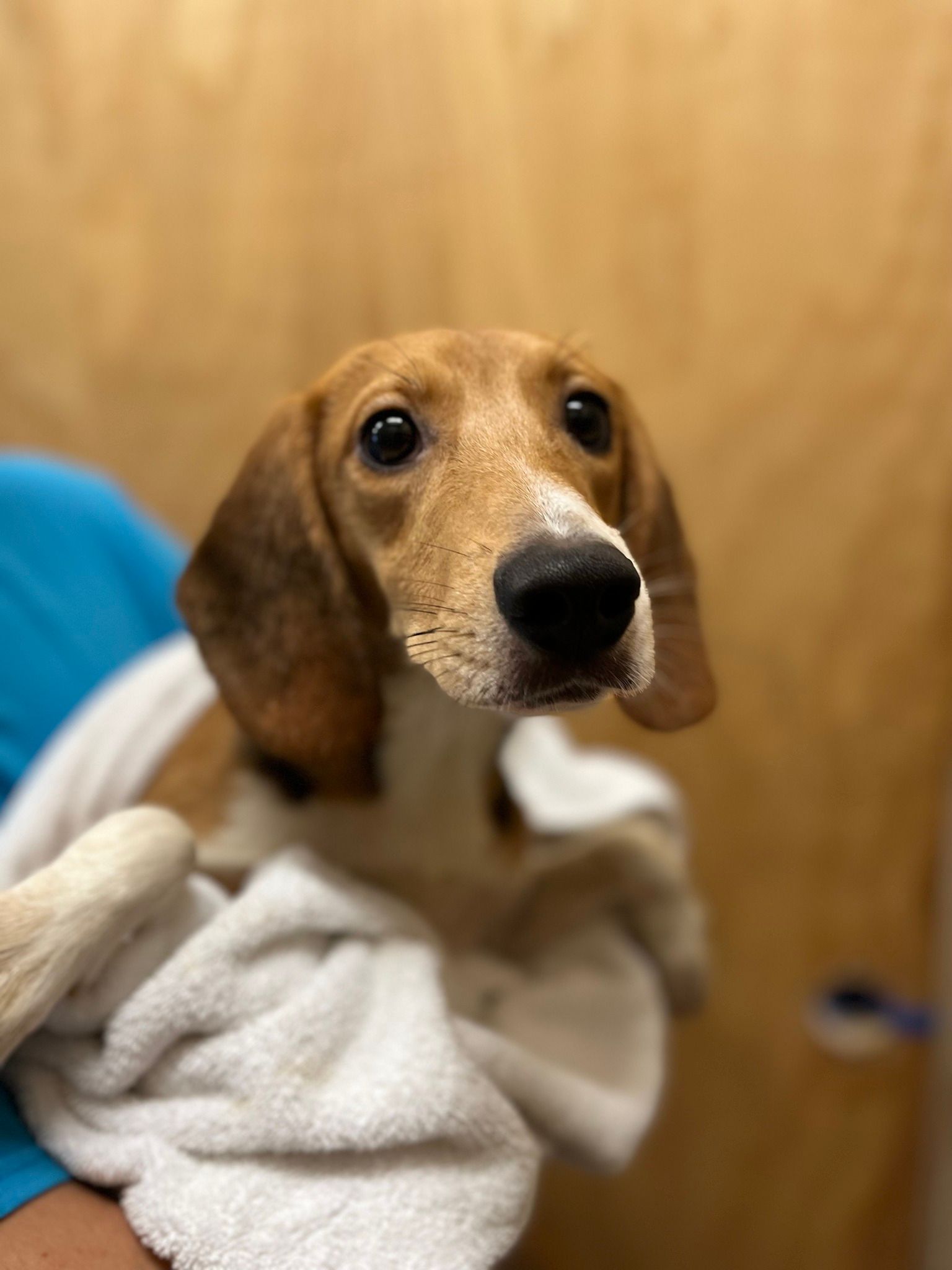 Photos courtesy of the Nassau Humane Society