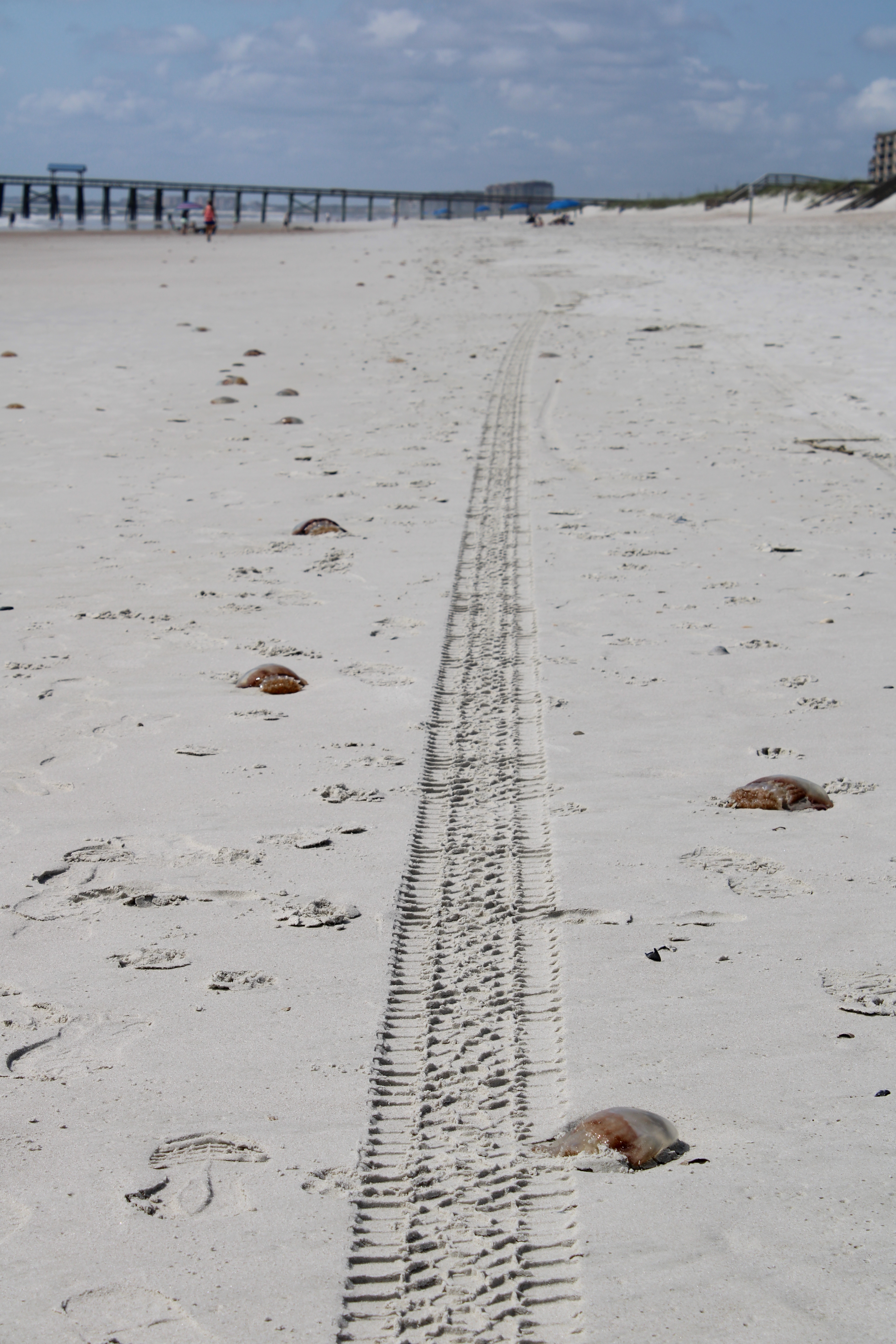 Thousands of cannonball jellyfish were seen on Amelia Island beaches this week. Although unpleasant, the creatures are harmless to humans. Photo by Julia Roberts/News-Leader