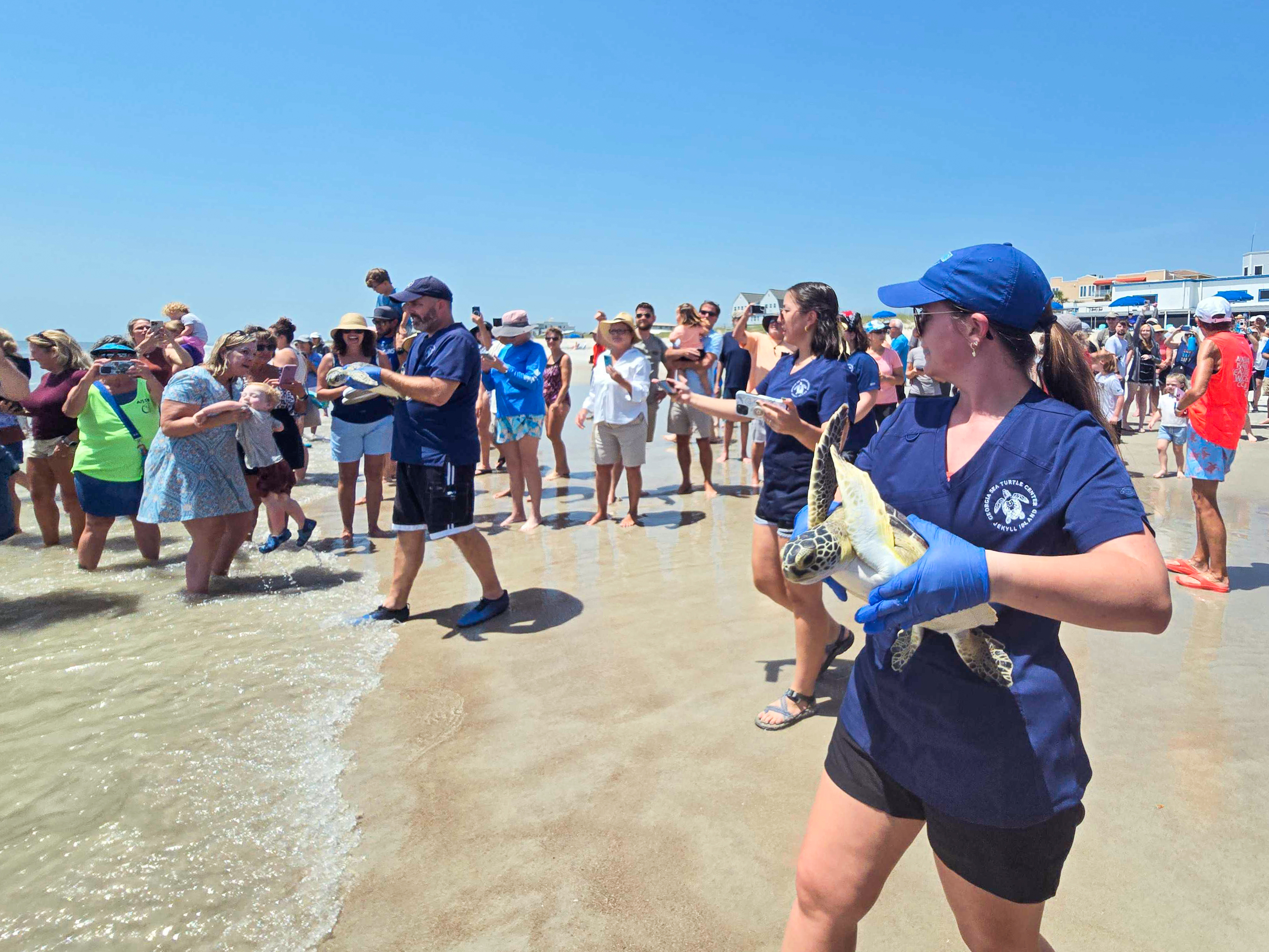 In conjunction with the Wild Amelia Nature Festival, The Georgia Sea Turtle Center worked with the Amelia Island Sea Turtle Watch and Keep Nassau Beautiful on Thursday to bring locals an extra special sea turtle release. Four rehabilitated green sea turtles, Coriander, Turmeric, Anise and Spearmint, were released into the Atlantic Ocean. Photo by Ashley Chandler/News-Leader