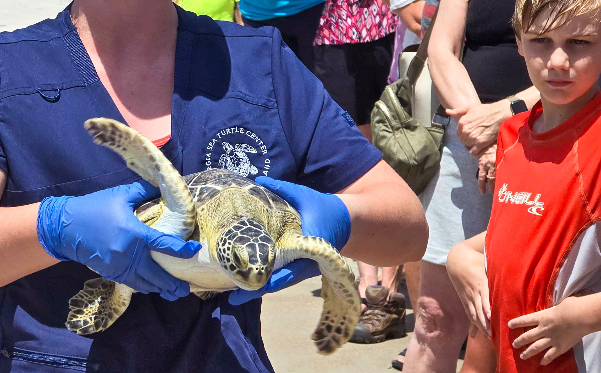 In conjunction with the Wild Amelia Nature Festival, The Georgia Sea Turtle Center worked with the Amelia Island Sea Turtle Watch and Keep Nassau Beautiful on Thursday to bring locals an extra special sea turtle release. Four rehabilitated green sea turtles, Coriander, Turmeric, Anise and Spearmint, were released into the Atlantic Ocean. Photo by Ashley Chandler/News-Leader