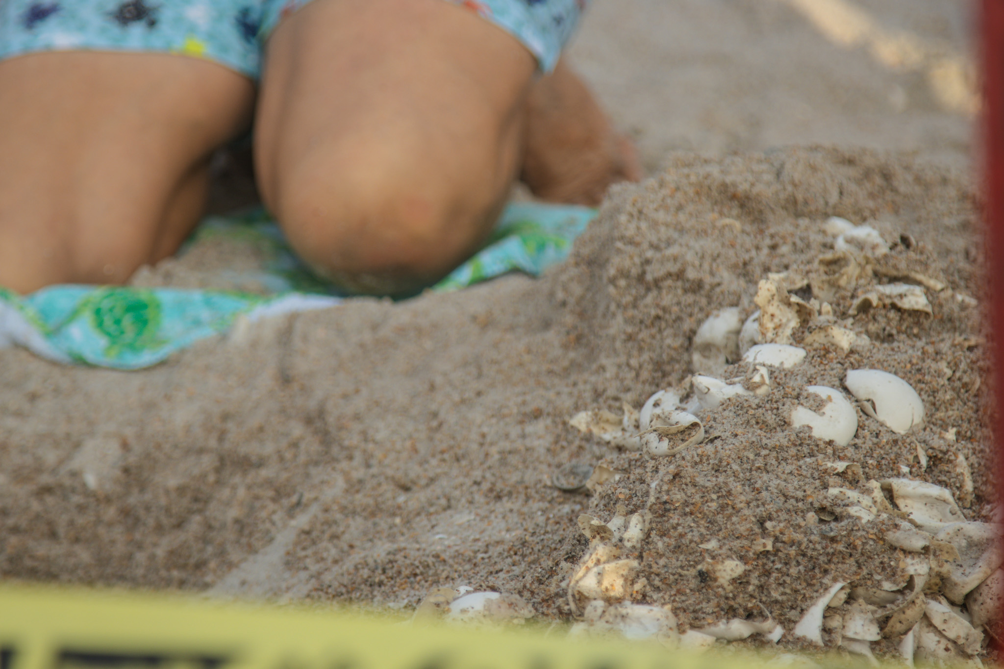 Ronda Bokram excavates a nest Friday. Photo by Ashley Chandler/News-Leader