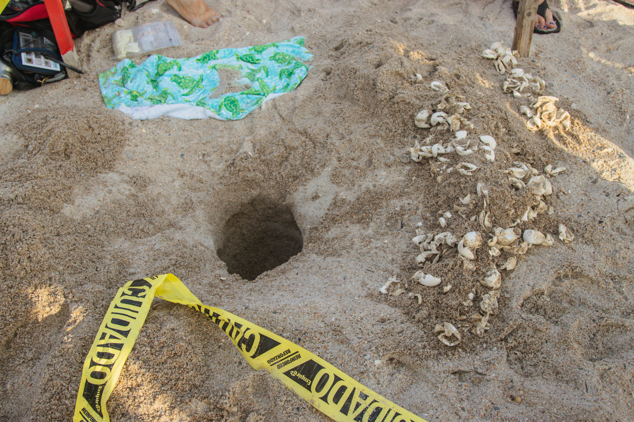 The Amelia Island Sea Turtle Watch began nest excavations last week. Photo by Ashley Chandler/News-Leader