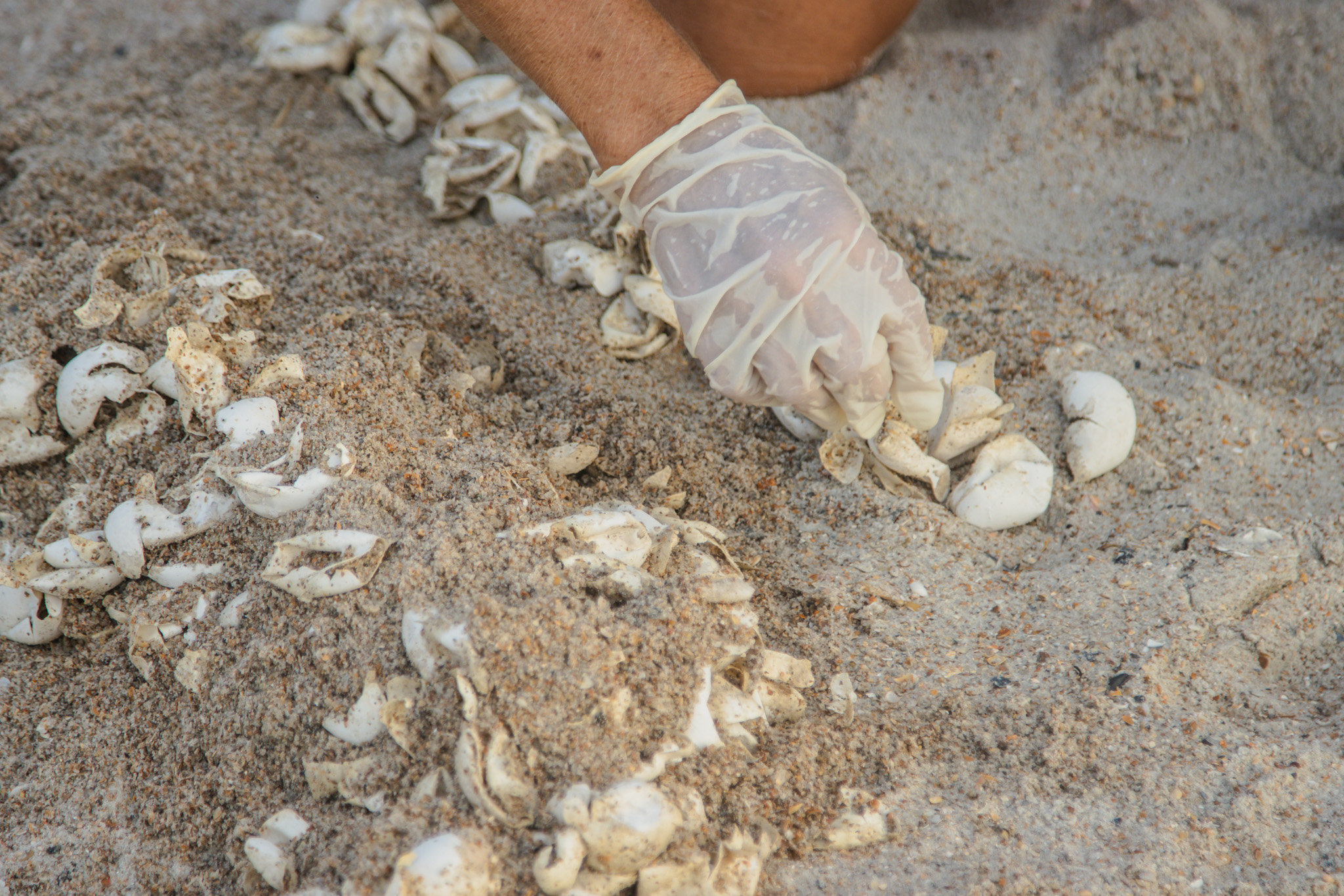 The Amelia Island Sea Turtle Watch began nest excavations last week. Photo by Ashley Chandler/News-Leader