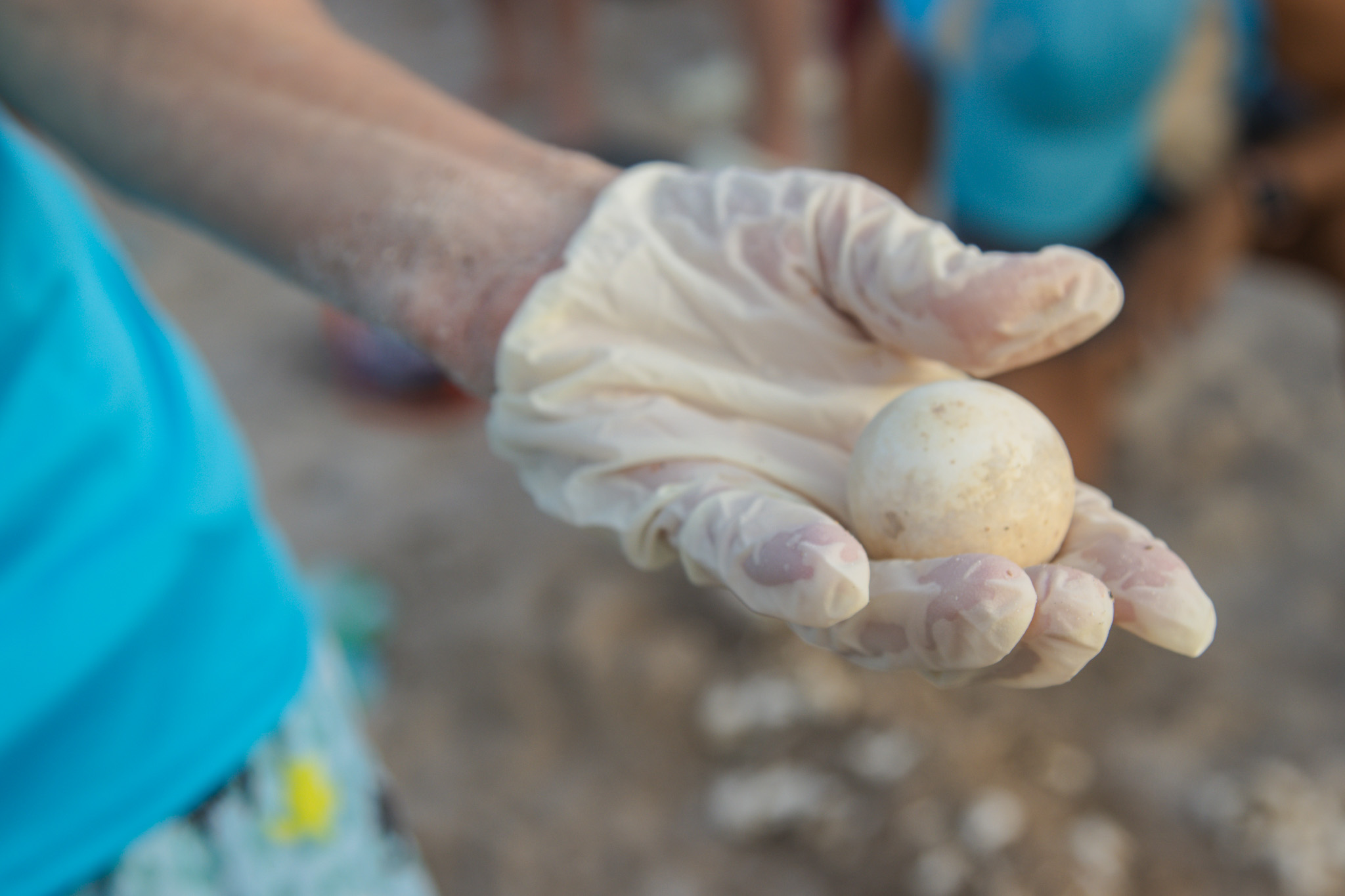 The Amelia Island Sea Turtle Watch began nest excavations last week. Photo by Ashley Chandler/News-Leader