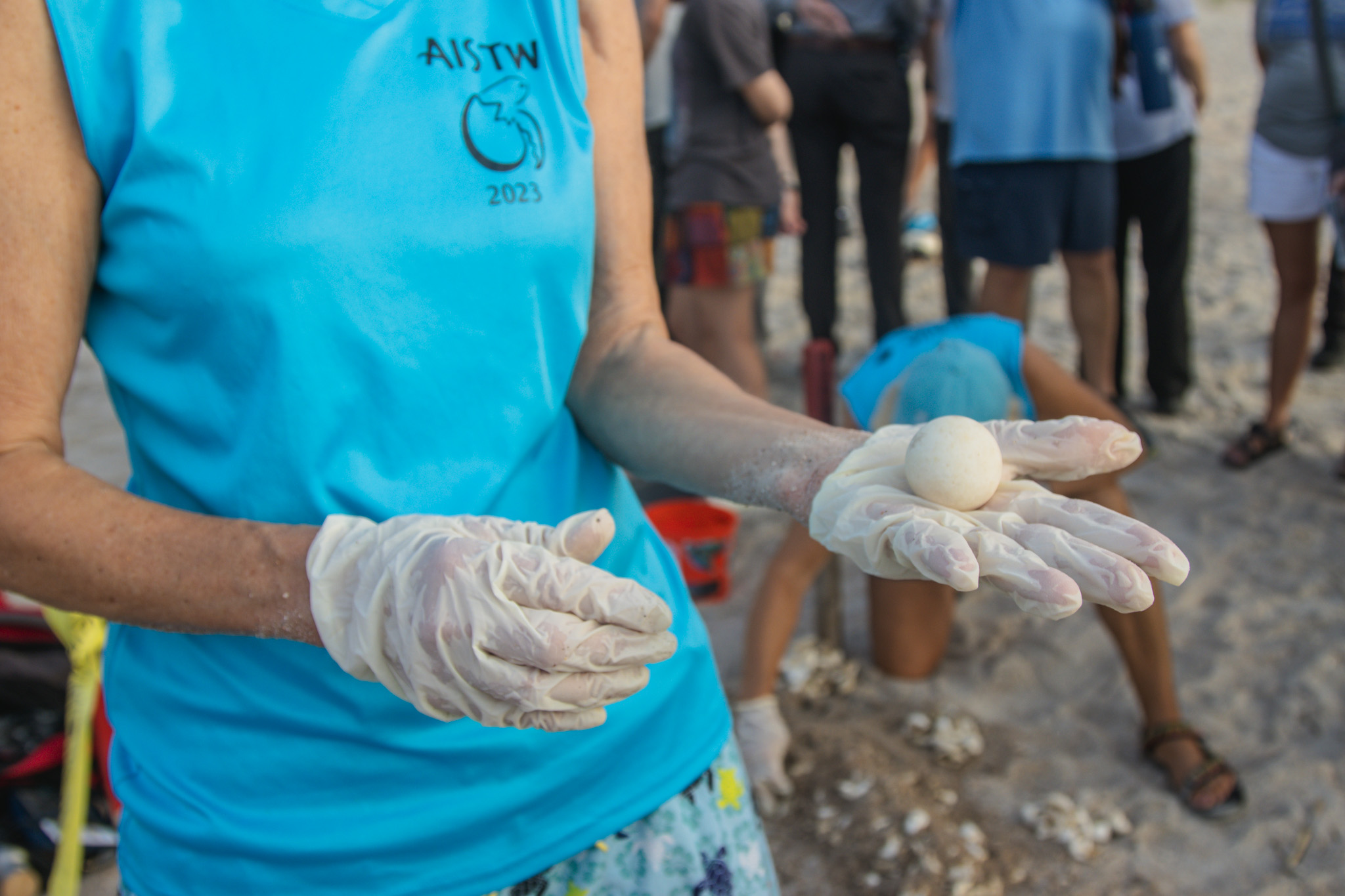 The Amelia Island Sea Turtle Watch began nest excavations last week. Photo by Ashley Chandler/News-Leader
