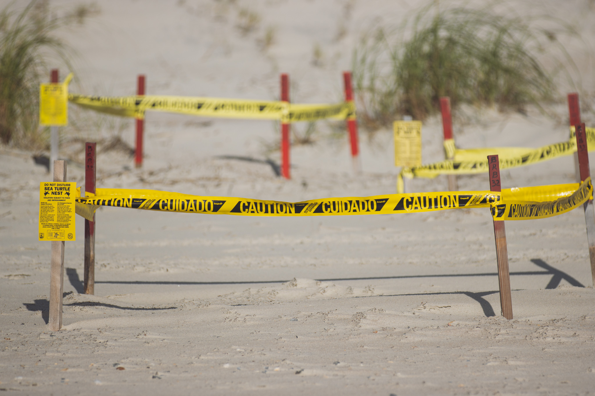 Sea Turtle nests are blocked off on American Beach. Between the Amelia Island Sea Turtle Watch, Fort Clinch and the Amelia Island State Park, at least 330 nests have been documented on Amelia Island so far this nesting season. Photo by Ashley Chandler/News-Leader