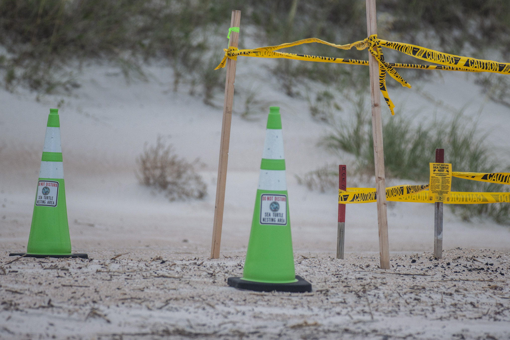 A sea turtle nest is double marked on a Nassau County beach where beach driving is allowed.