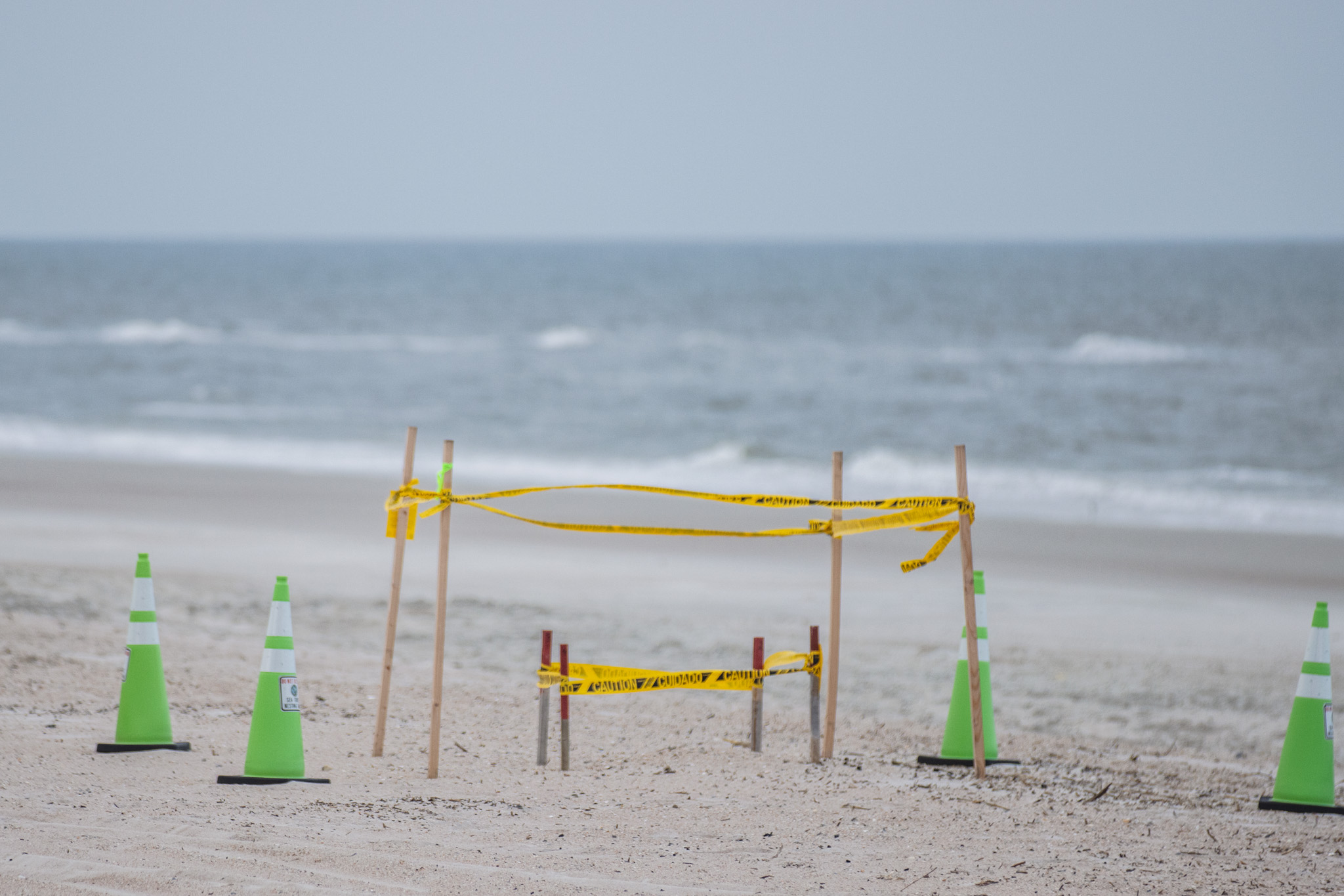 A sea turtle nest is double marked on a Nassau County beach where beach driving is allowed.