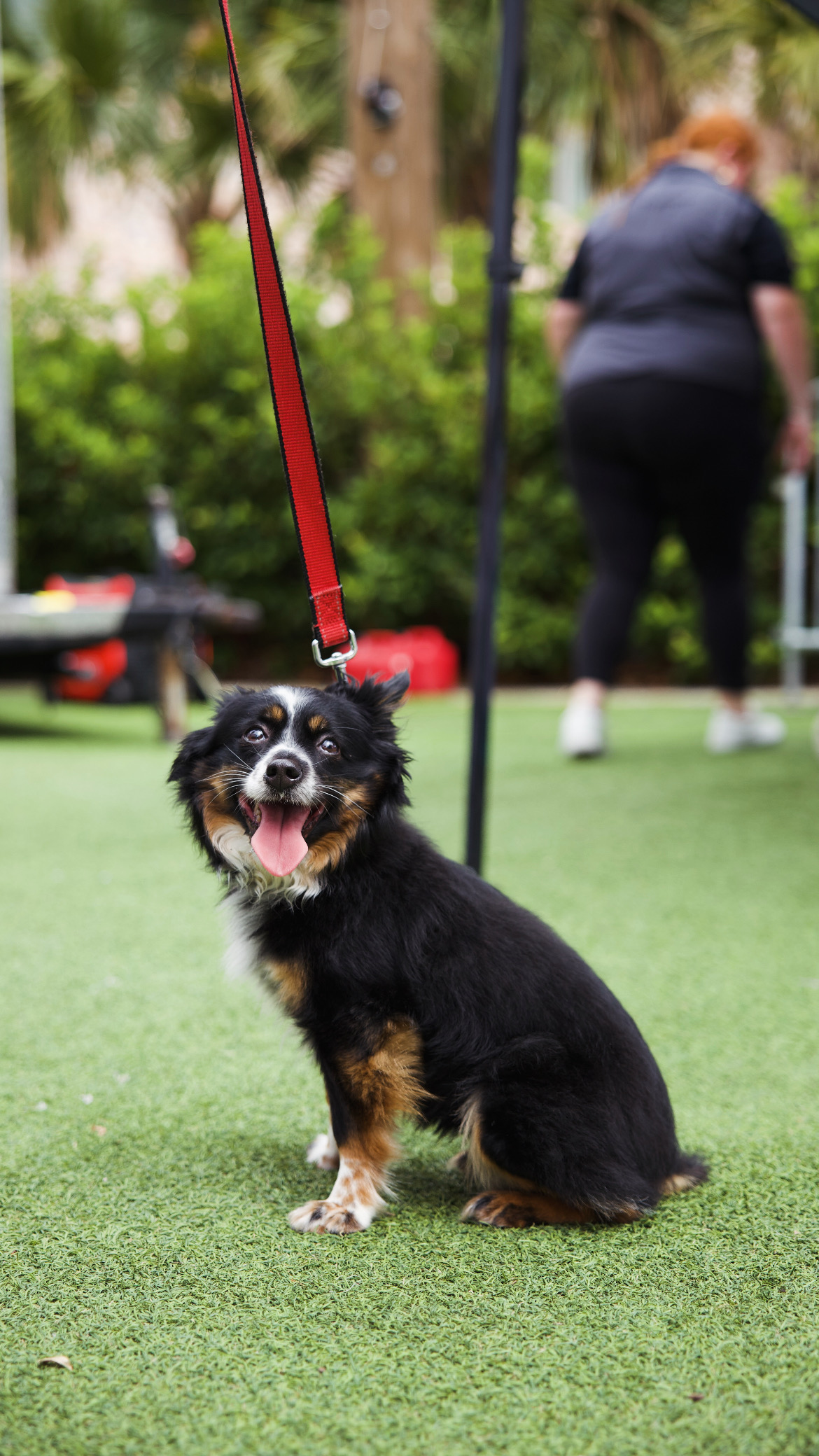 Free Biscuits recently hosted an adoption event, Puppy Palooza, on Centre Street. The organization said it wants to use data to determine what people need the most for their pets. Submitted photo
