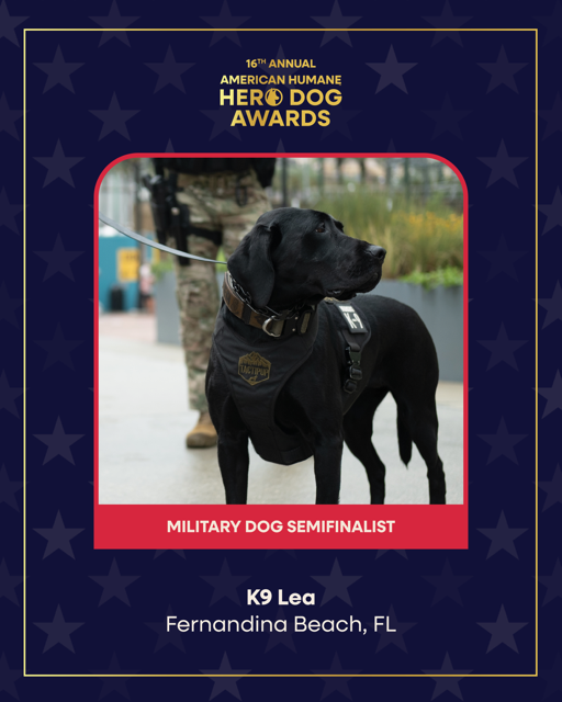 K9 Lea is a finalist in the Military category of The American Humane Hero Dog Awards.