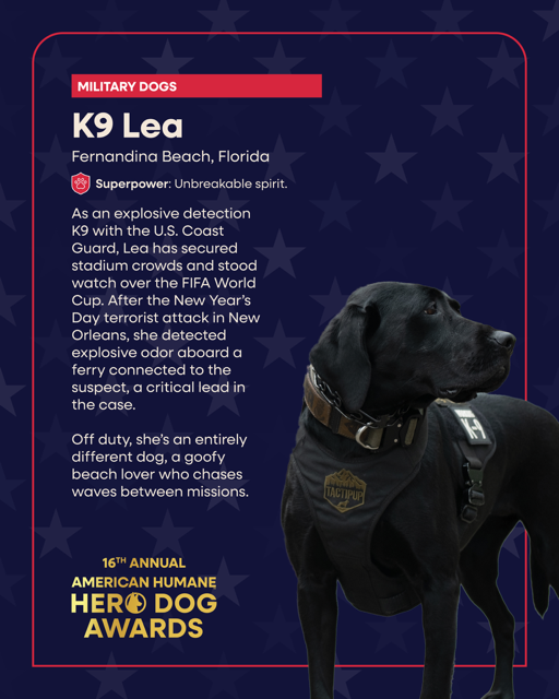 K9 Lea is a finalist in the Military category of The American Humane Hero Dog Awards.