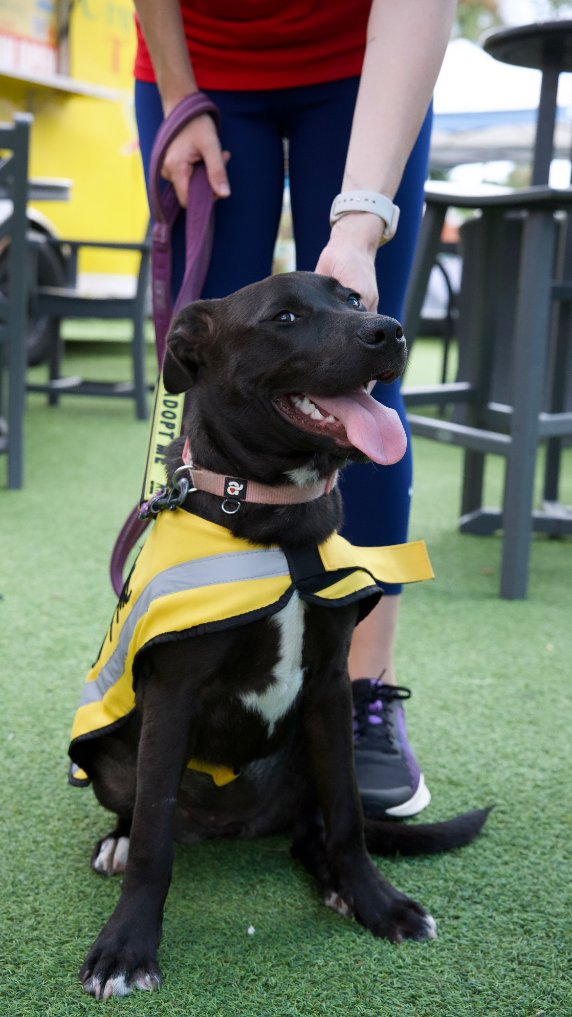 Free Biscuits recently hosted an adoption event, Puppy Palooza, on Centre Street. The organization said it wants to use data to determine what people need the most for their pets. Submitted photo