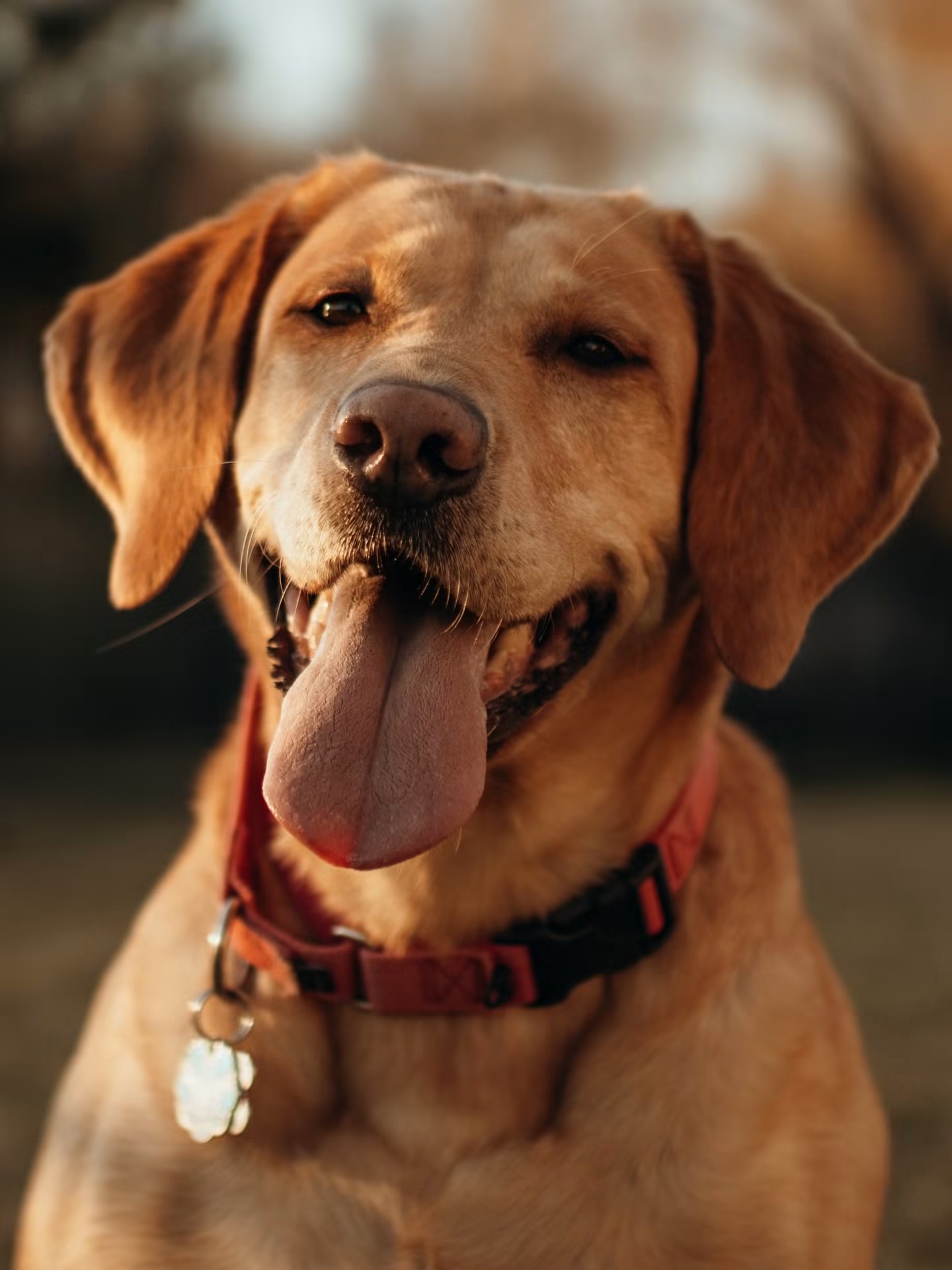 Free Biscuits was founded last year with the aim of reducing financial burdens on pet owners in need after a scare Ryan Mendenhall experienced with dog, Biscuit. Mendenhall adopted Gravy, Biscuit’s sister, in 2022. Submitted photo