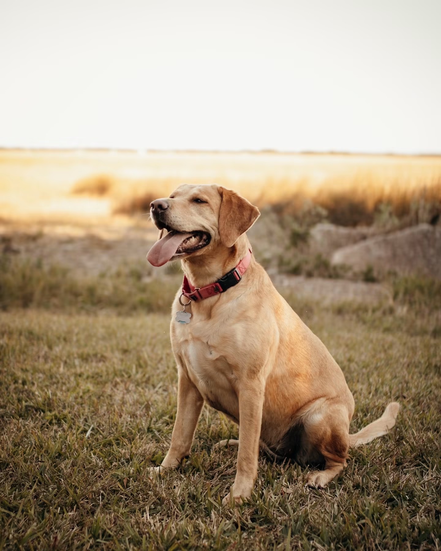 Ryan Mendenhall adopted Gravy, Biscuit’s sister, in 2022. Submitted photo