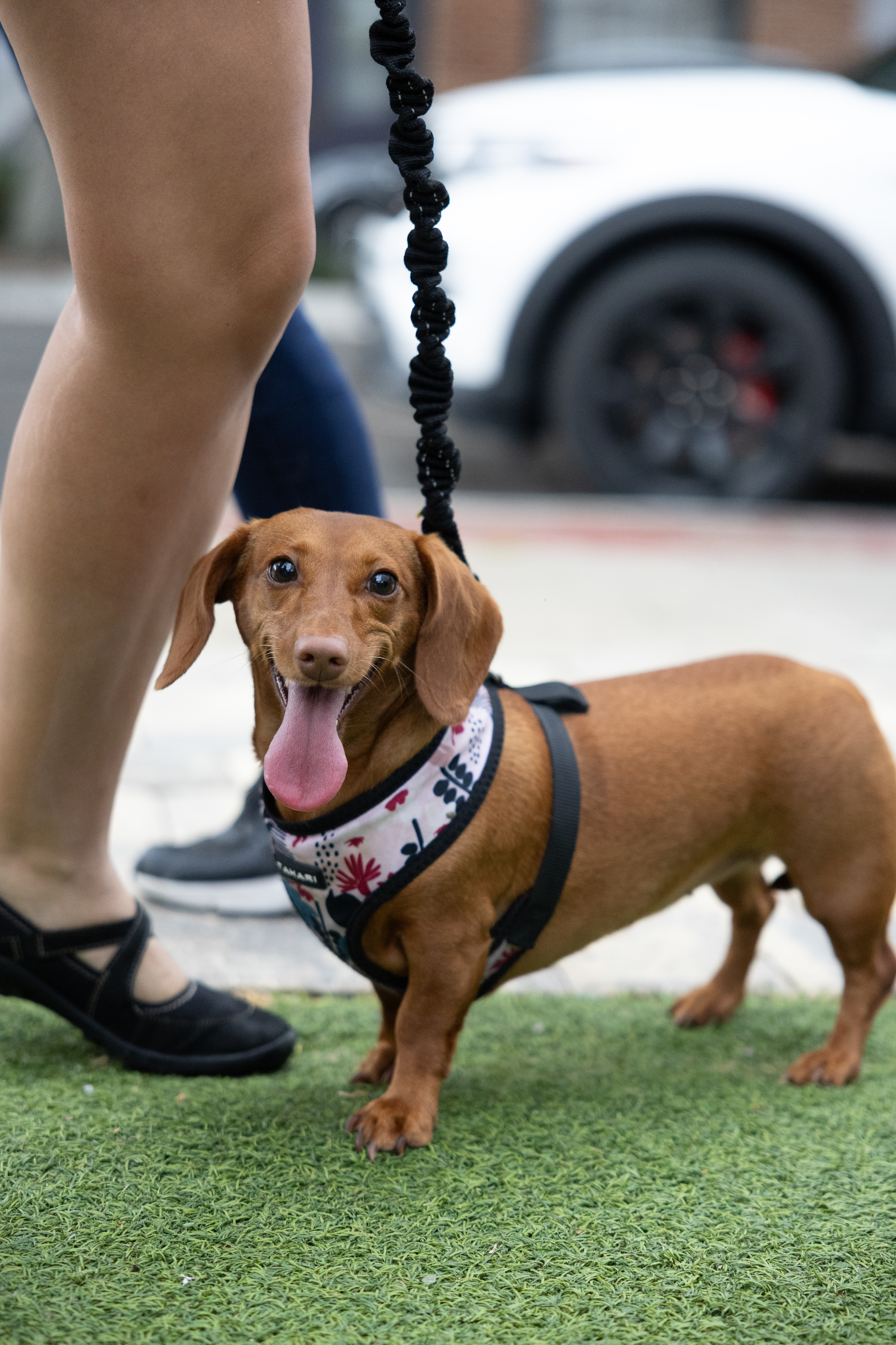 Free Biscuits recently hosted an adoption event, Puppy Palooza, on Centre Street. The organization said it wants to use data to determine what people need the most for their pets. Submitted photo