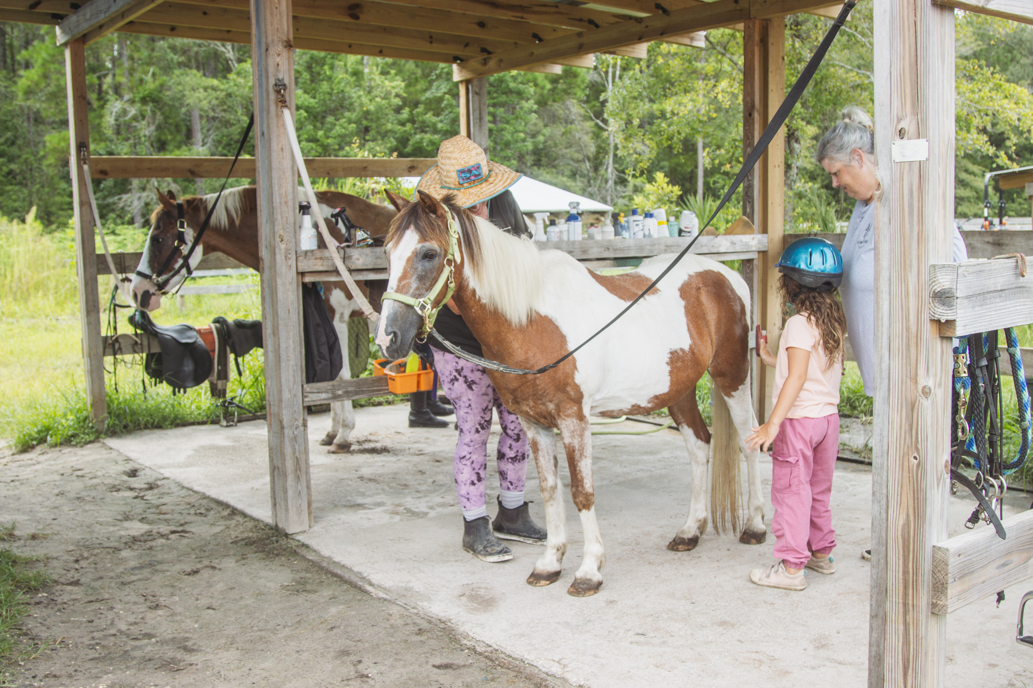 Krista Jurkovich, owner of Paramount ARC, left, brushes Prince on Monday at Paramount ARC in Yulee, with Aurelia Iacchetta and volunteer Carol Wagner. Photo by Ashley Chandler/News-Leader