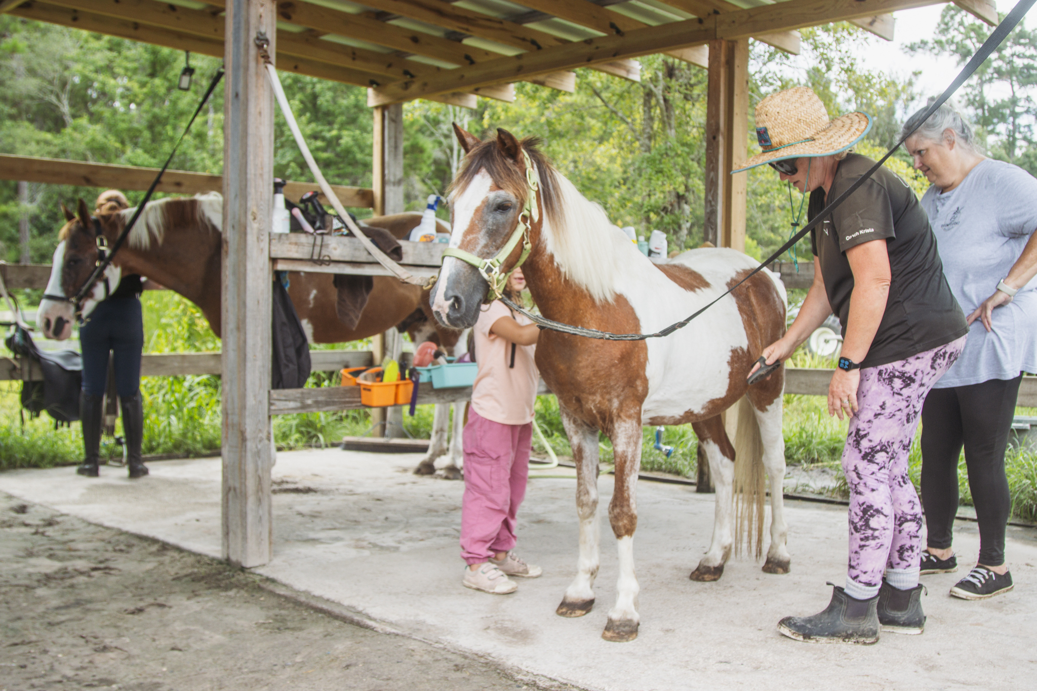 Krista Jurkovich, owner of Paramount ARC, second from right, brushes Prince on Monday at Paramount ARC in Yulee, with Aurelia Iacchetta and volunteer Carol Wagner, right.  Photo by Ashley Chandler/News-Leader