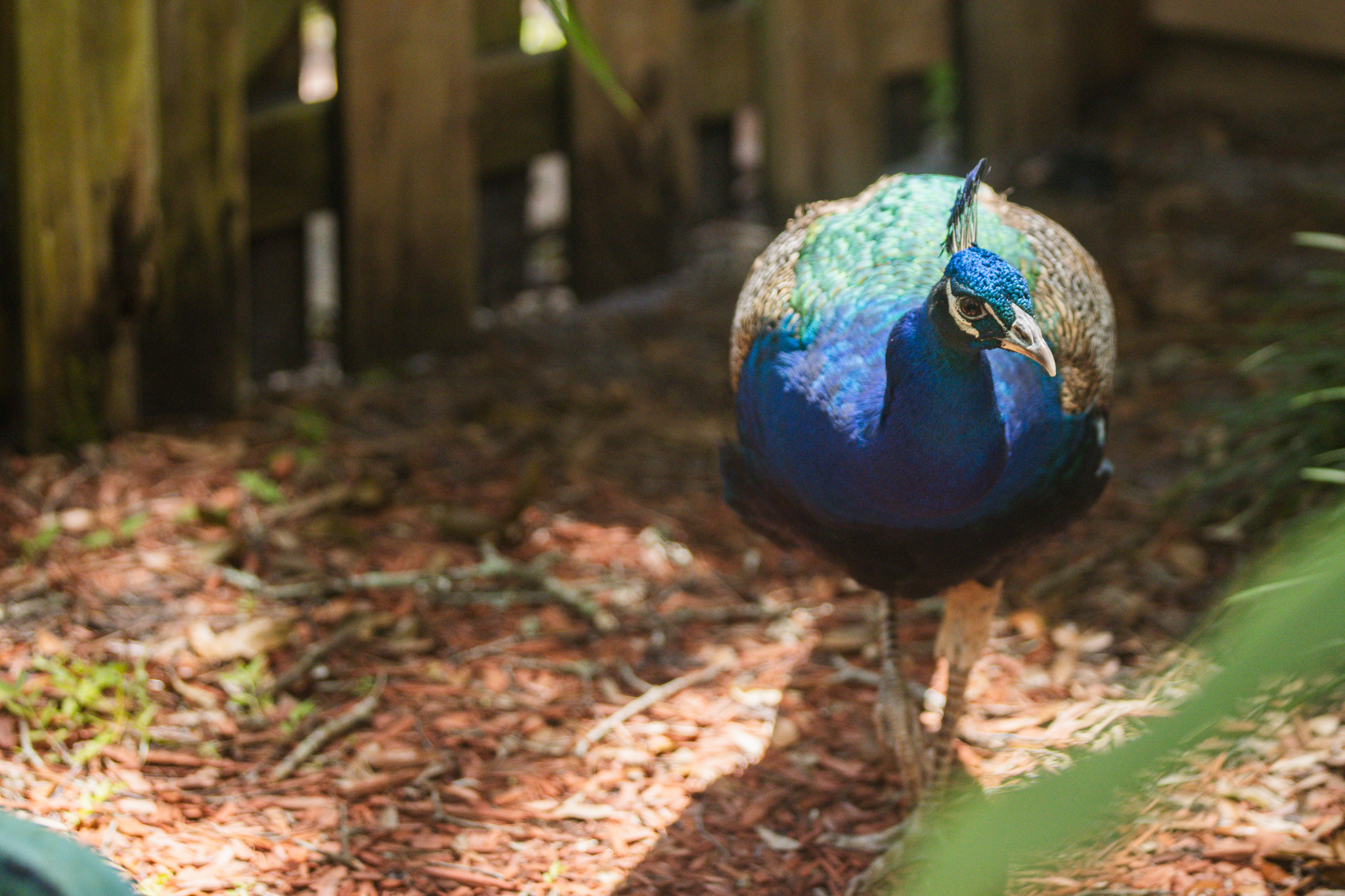 Peafowl walk through the neighborhoods along Scott Road. Photo by Ashley Chandler/News-Leader