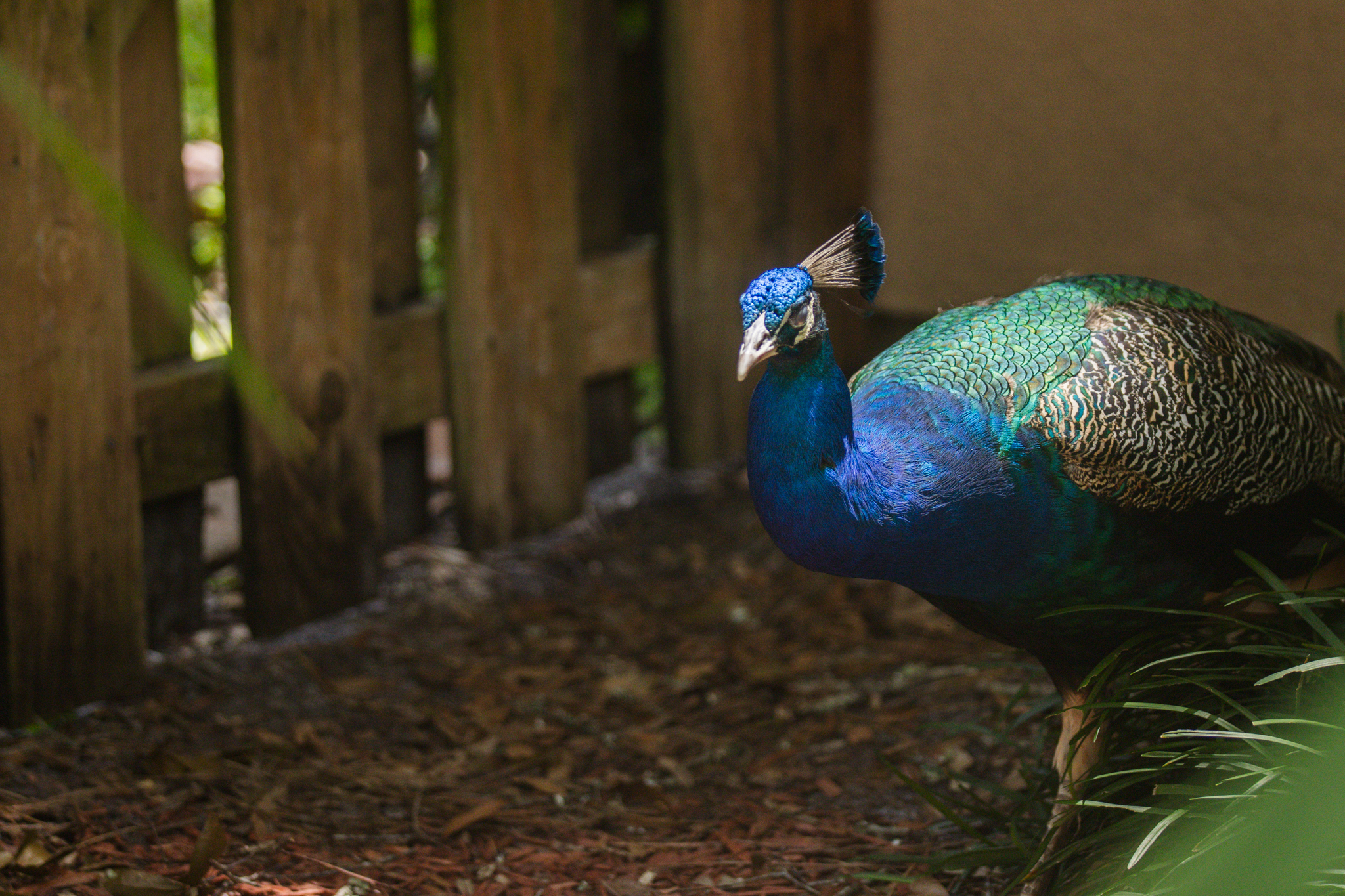 Peafowl walk through the neighborhoods along Scott Road. Photo by Ashley Chandler/News-Leader
