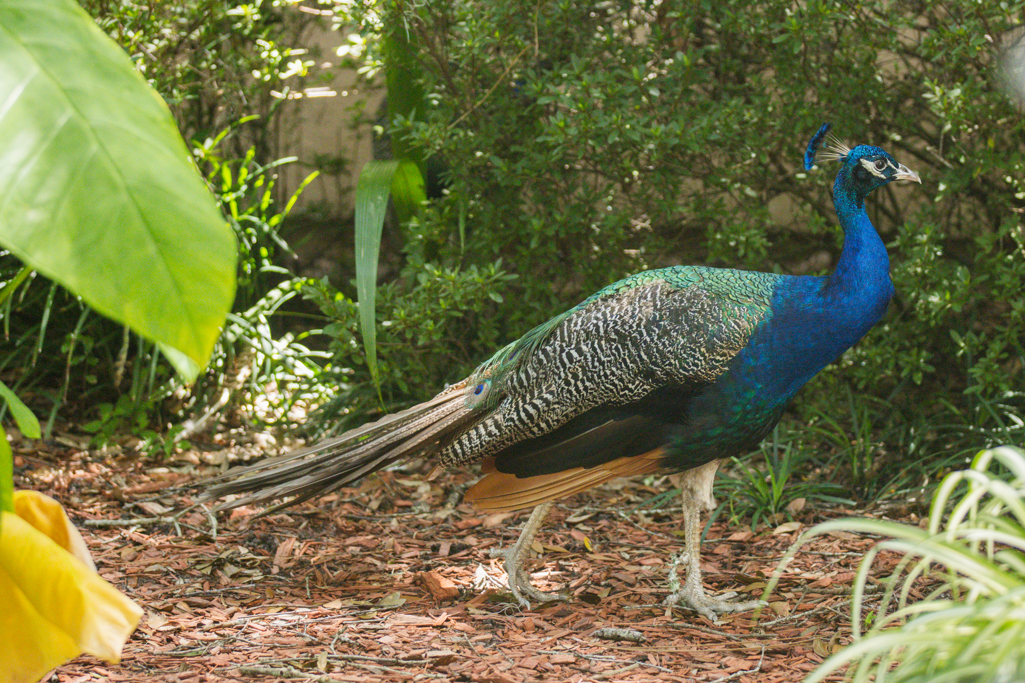 Peafowl walk through the neighborhoods along Scott Road. Photo by Ashley Chandler/News-Leader