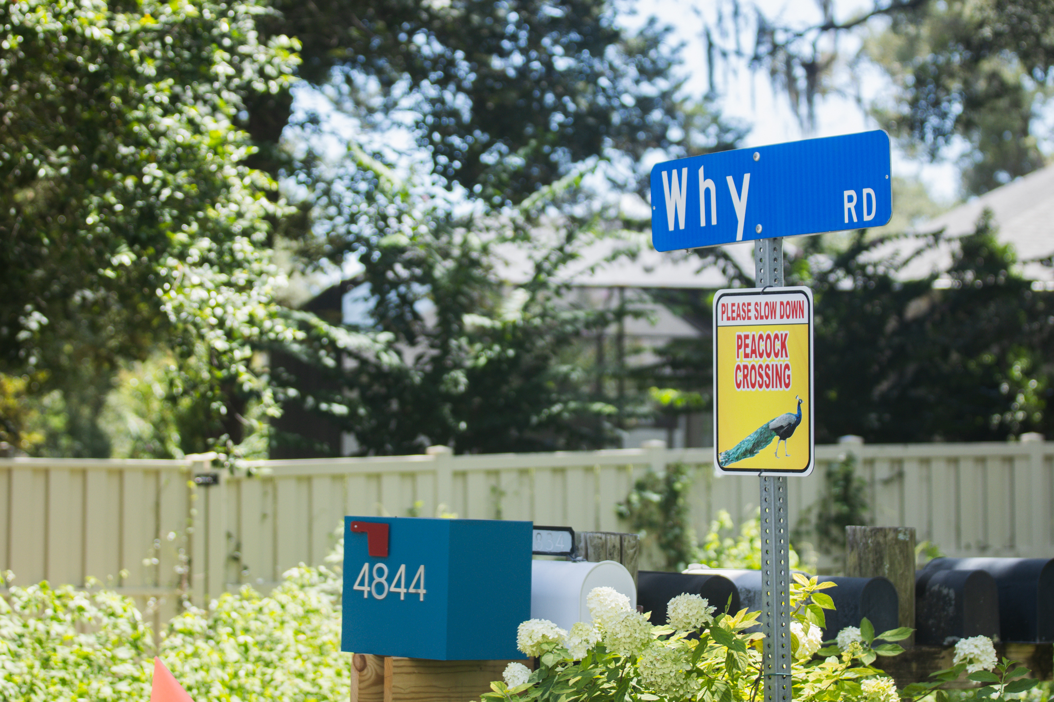 Peafowl walk through the neighborhoods along Scott Road. Photo by Ashley Chandler/News-Leader