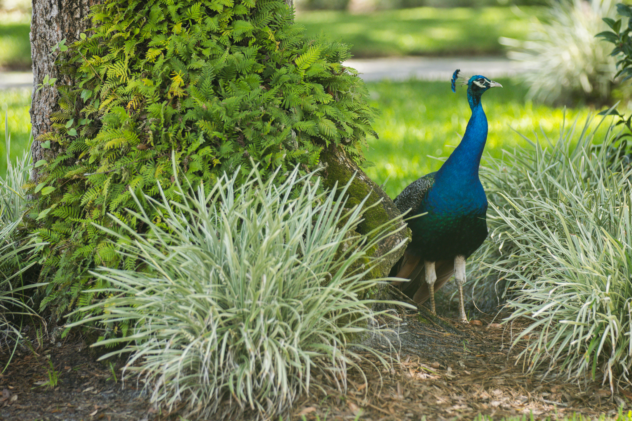Peafowl walk through the neighborhoods along Scott Road. Photo by Ashley Chandler/News-Leader