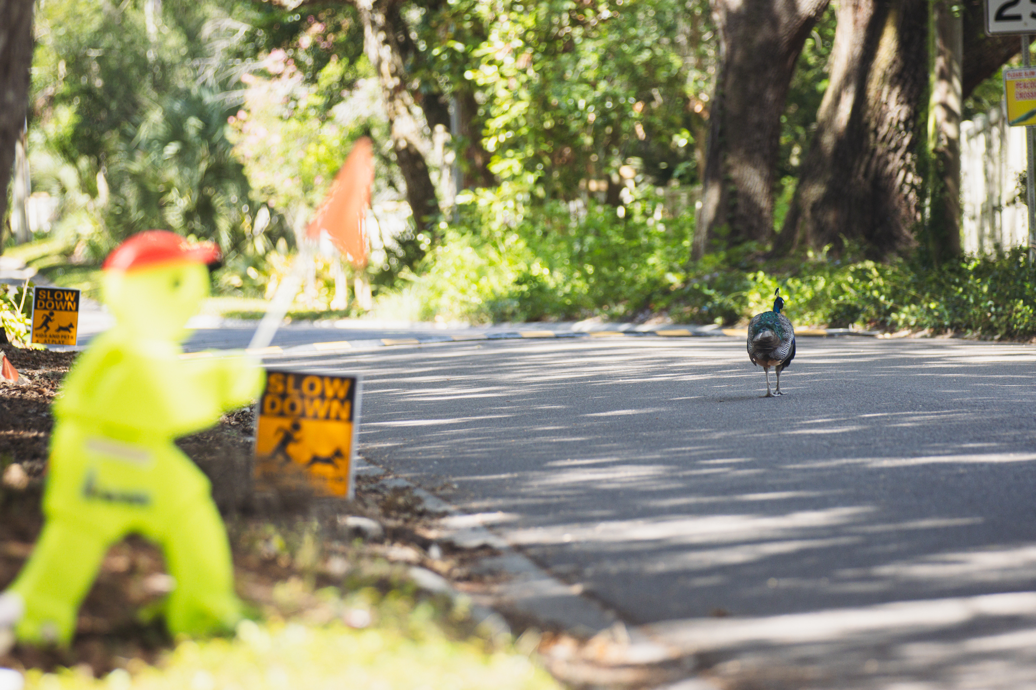 A peacock walks along Scott Road. Photo by Ashley Chandler/News-Leader